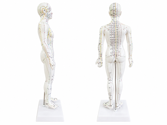Modelo Corpo Humano - Acupunctura (Feminino)