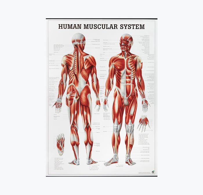 Mapa " The Human Muscular System", 70x100 cm