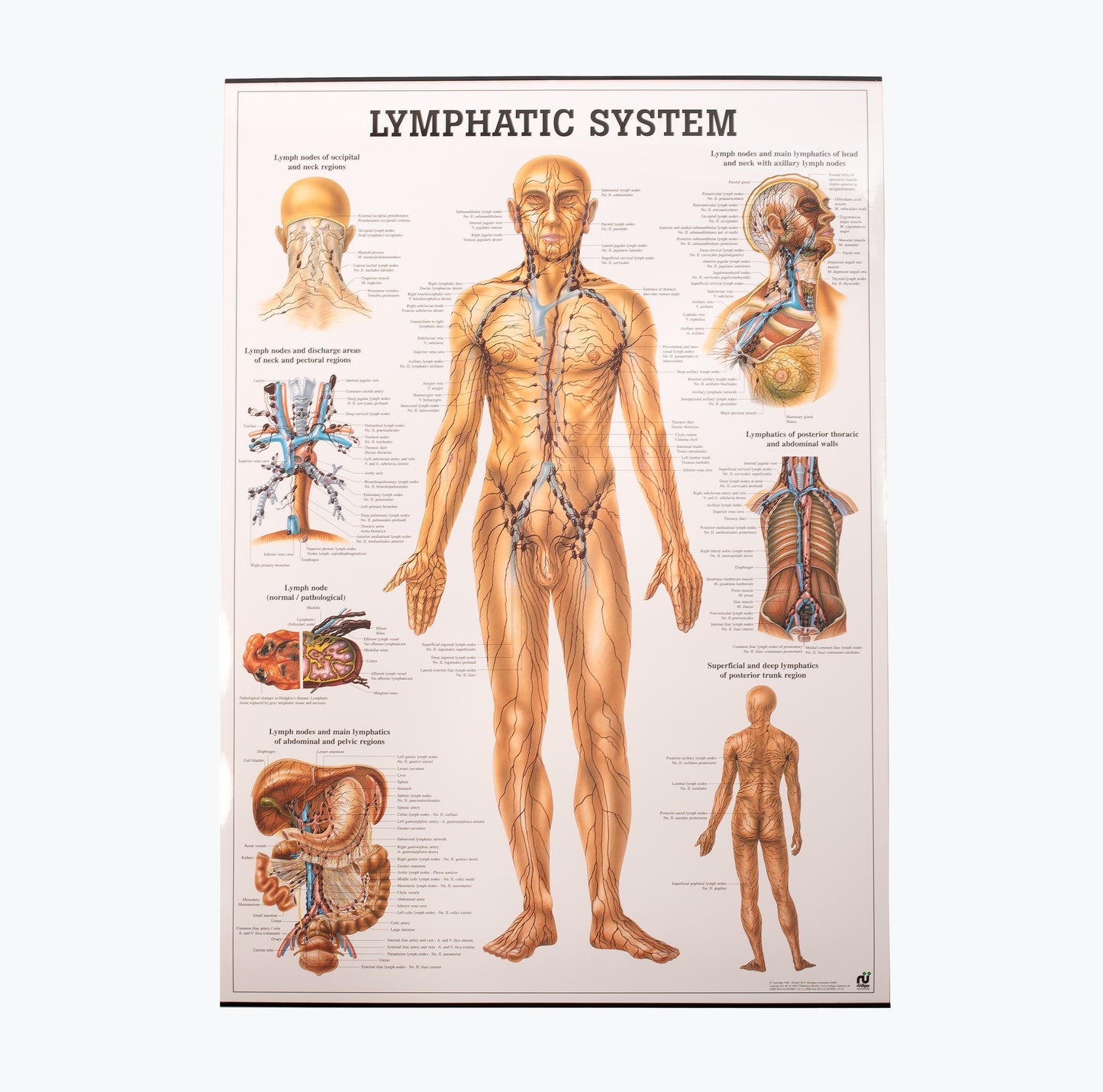 Mapa "Lymphatic System", 70x100 cm