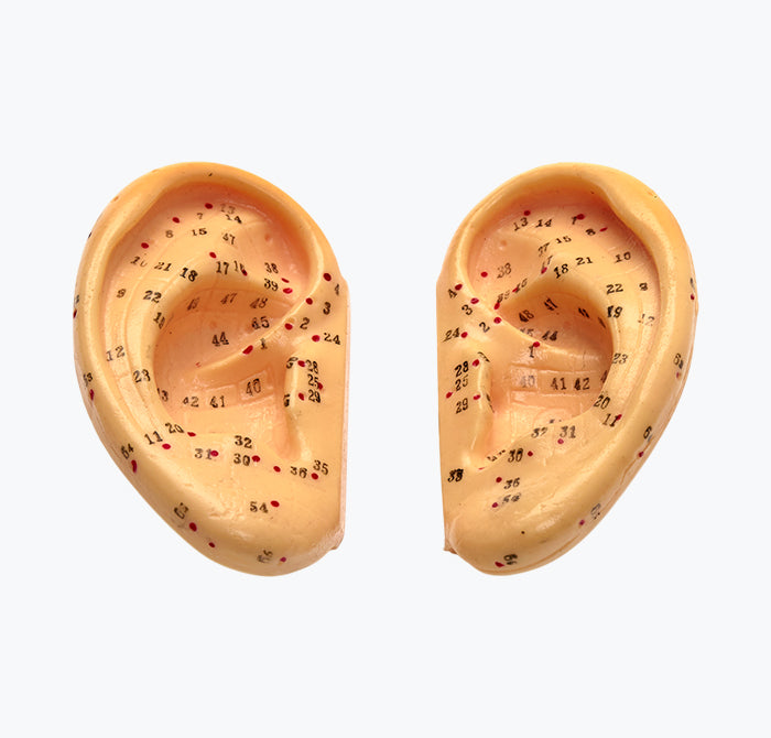 Modelo Orelha Par - Acupunctura