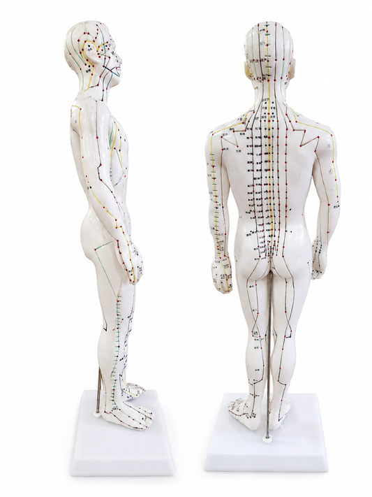 Modelo Corpo Humano - Acupunctura (Masculino)