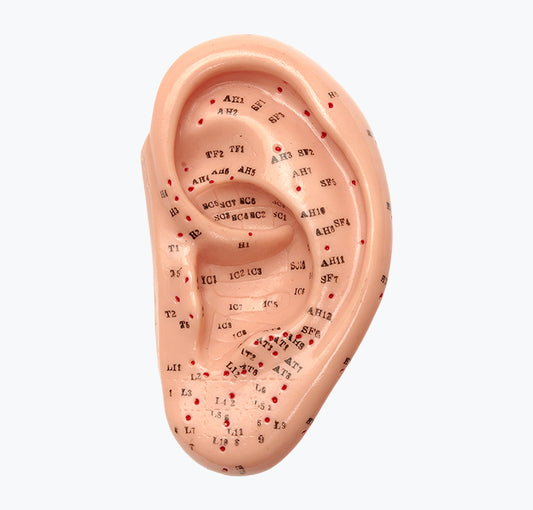 Modelo da Orelha - Acupunctura