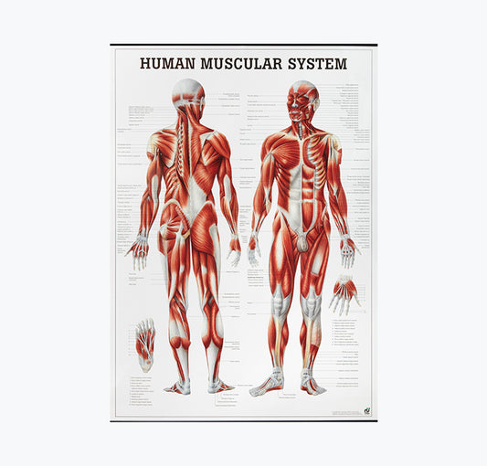Mapa " The Human Muscular System", 70x100 cm