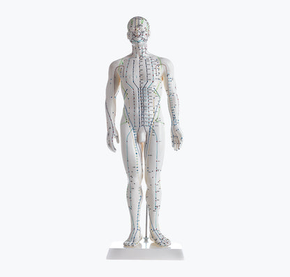Modelo Corpo Humano - Acupunctura (Masculino)