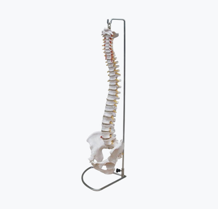 Modelo da Coluna Vertebral 85 cm