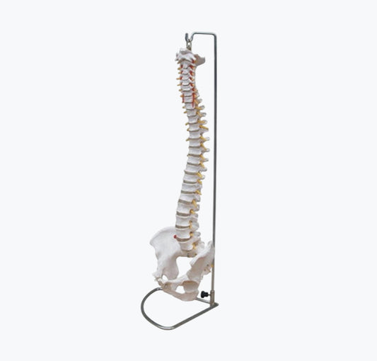 Modelo da Coluna Vertebral 85 cm
