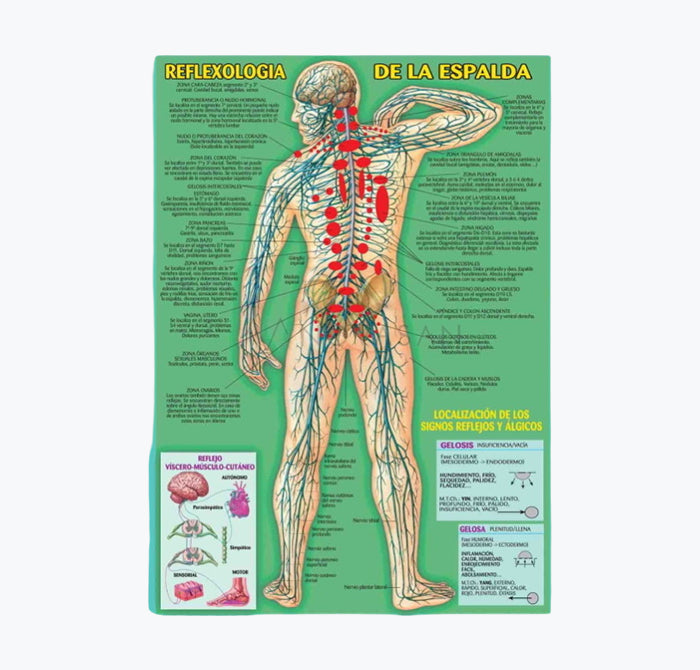 Mapa "Reflexologia de la Espalda", 30x21 cm