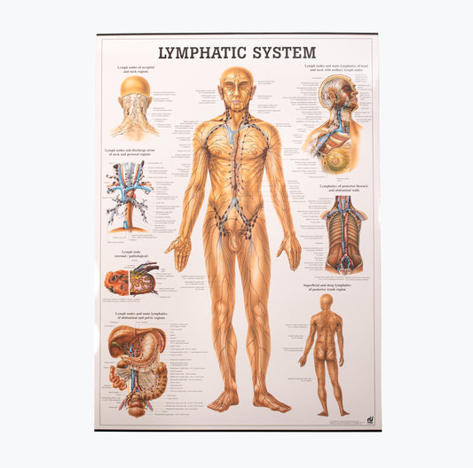 Mapa "Lymphatic System", 70x100 cm