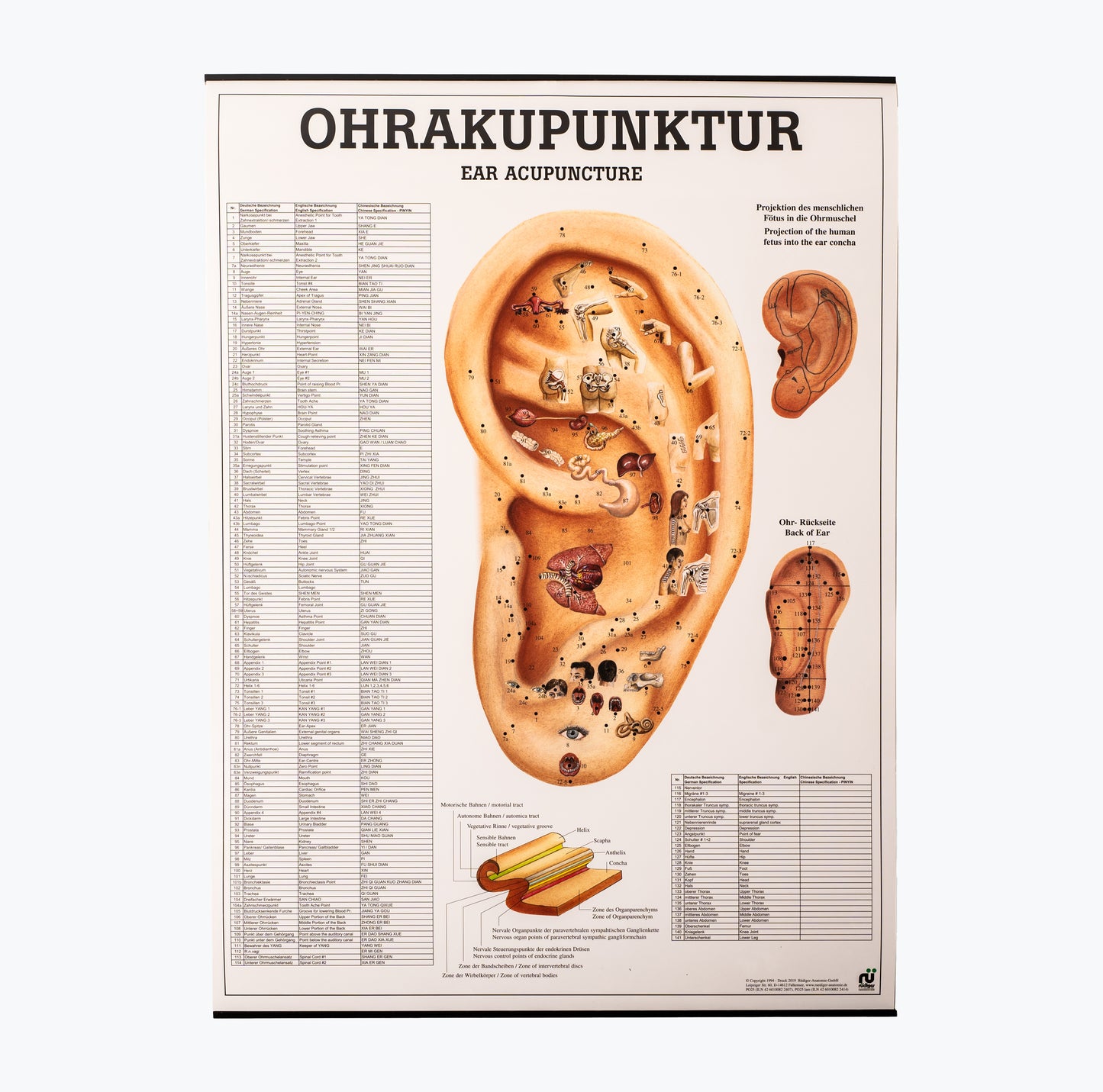 Mapa "Ear Acupuncture", 50x70 cm