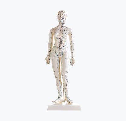 Modelo Corpo Humano - Acupunctura (Feminino)