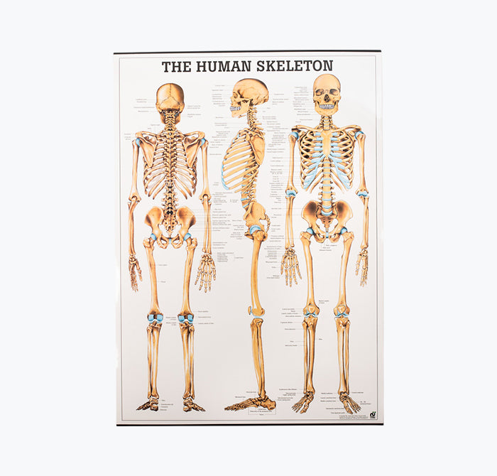 Mapa "The Human Skeleton", 70x100 cm