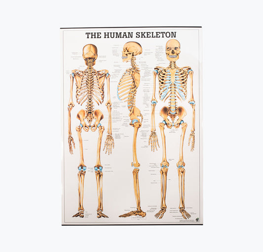 Mapa "The Human Skeleton", 70x100 cm
