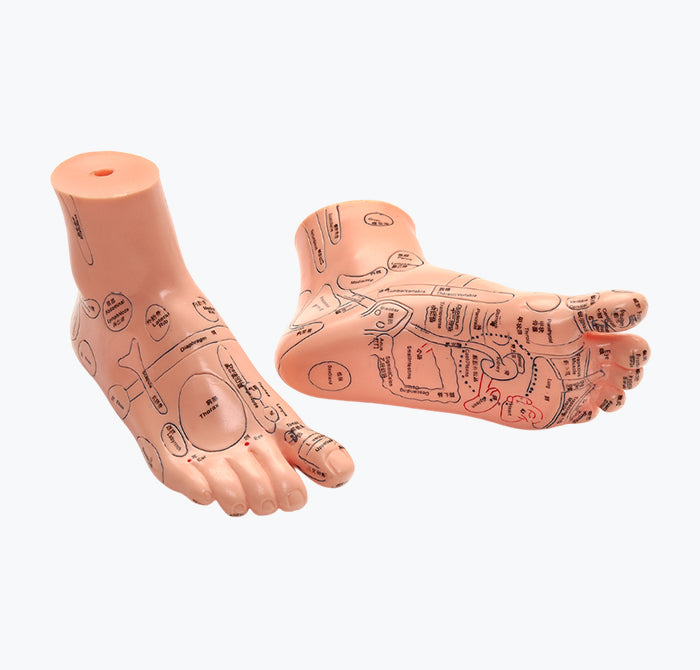 Modelo do Pé - Reflexologia