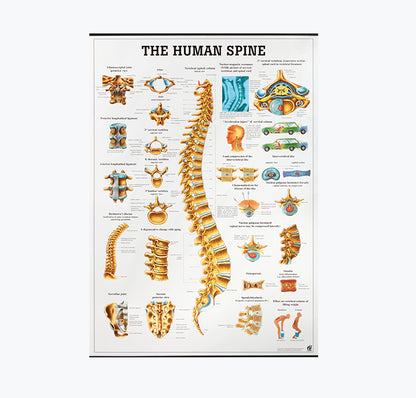 Mapa "The Human Spine" 70x100 cm