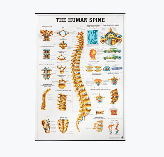 Mapa "The Human Spine" 70x100 cm